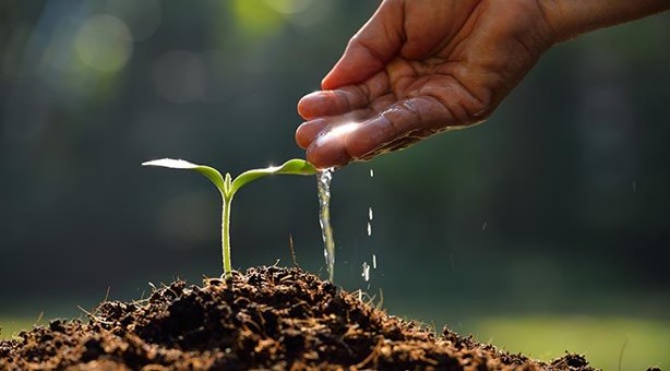 Foto - Doğal ağrı kesici ve antibiyotik etkisi olan 4 şifalı bitki
