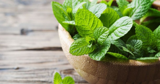 Foto - Doğal ağrı kesici ve antibiyotik etkisi olan 4 şifalı bitki