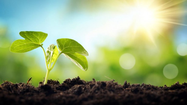 Foto - Doğal ağrı kesici ve antibiyotik etkisi olan 4 şifalı bitki