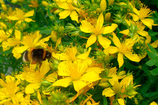 Foto - Doğal antidepresan sarı kantaronun faydaları saymakla bitmiyor