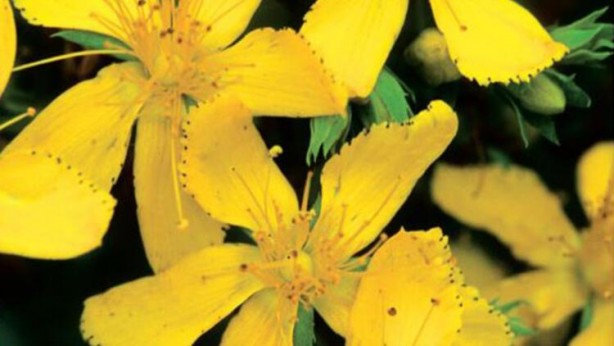 Foto - Doğal antidepresan sarı kantaronun faydaları saymakla bitmiyor