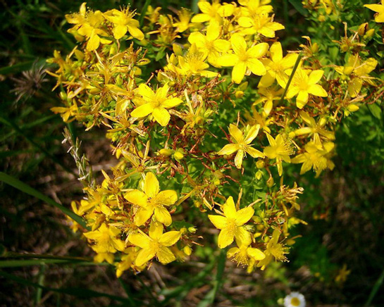 Foto - Doğal antidepresan sarı kantaronun faydaları saymakla bitmiyor