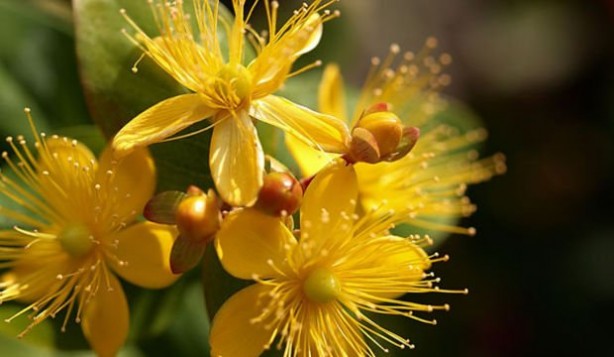 Foto - Doğal antidepresan sarı kantaronun faydaları saymakla bitmiyor