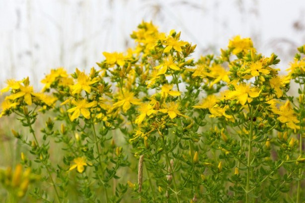 Foto - Doğal antidepresan sarı kantaronun faydaları saymakla bitmiyor