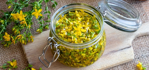 Foto - Doğal antidepresan sarı kantaronun faydaları saymakla bitmiyor