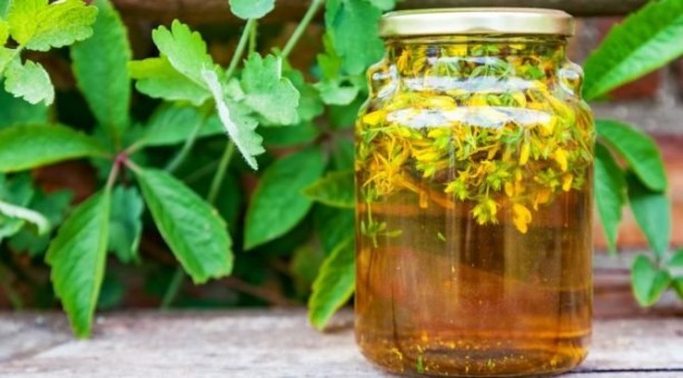 Foto - Doğal antidepresan sarı kantaronun faydaları saymakla bitmiyor