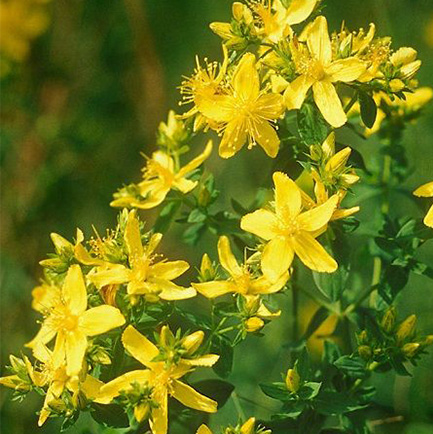 Doğal antidepresan sarı kantaronun faydaları saymakla bitmiyor