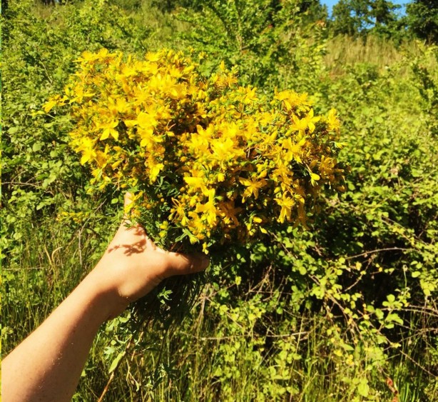 Foto - Doğal antidepresan sarı kantaronun faydaları saymakla bitmiyor