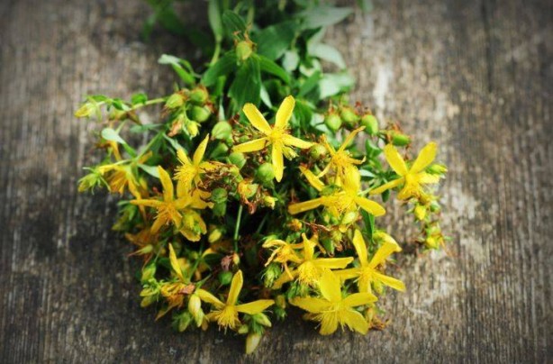 Foto - Doğal antidepresan sarı kantaronun faydaları saymakla bitmiyor
