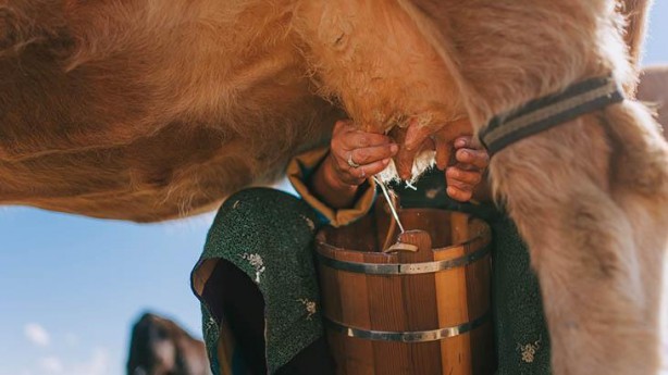 Foto - Doğal diye tüketiliyor ancak mikrop yuvası! 'Pastörize edilmezse zehirliyor'