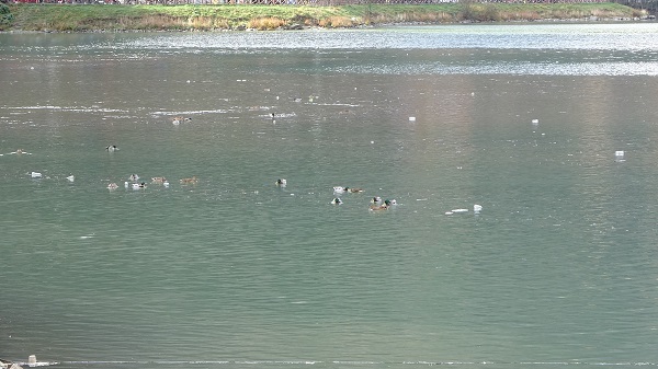 Foto - Doğal güzellik kaybolacak.... Uzungöl'ü bekleyen korkunç son