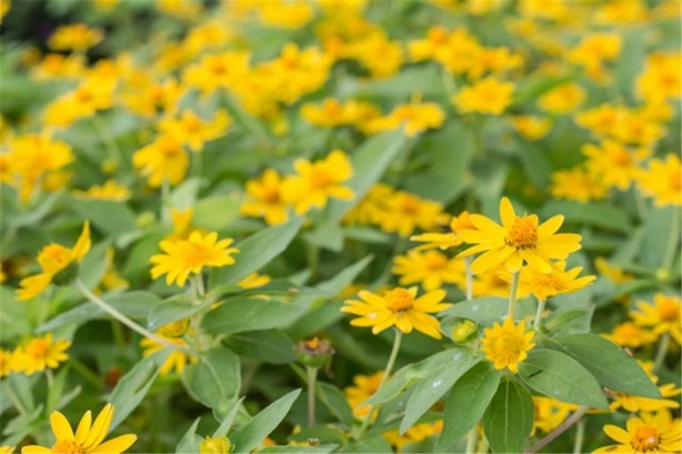 Foto - Doğal kas gevşeticiler