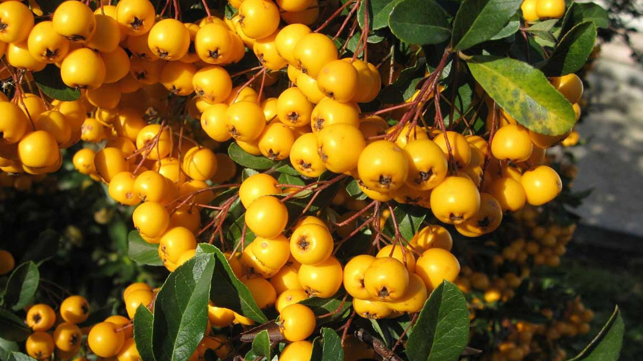 Doğal mide ilacı olarak da biliniyor! Sirkesini yapın kaşık kaşık tüketin: Bağırsakları fokur fokur çalıştırıyor, bağışıklığı çelik gibi yapıyor