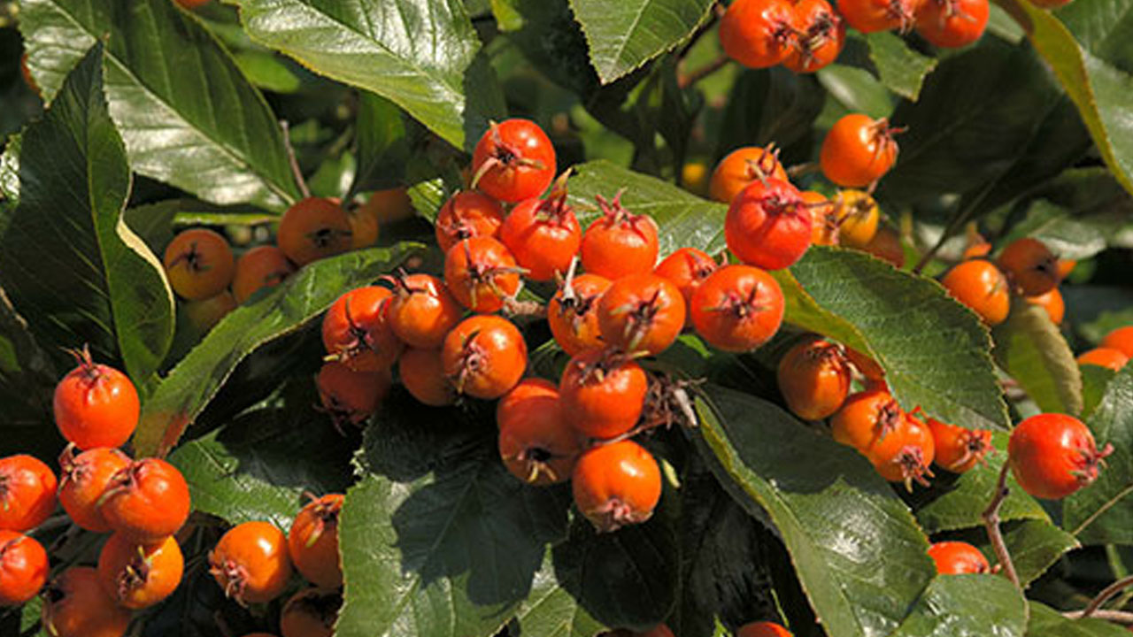 Foto - Doğal mide ilacı olarak da biliniyor! Sirkesini yapın kaşık kaşık tüketin: Bağırsakları fokur fokur çalıştırıyor, bağışıklığı çelik gibi yapıyor