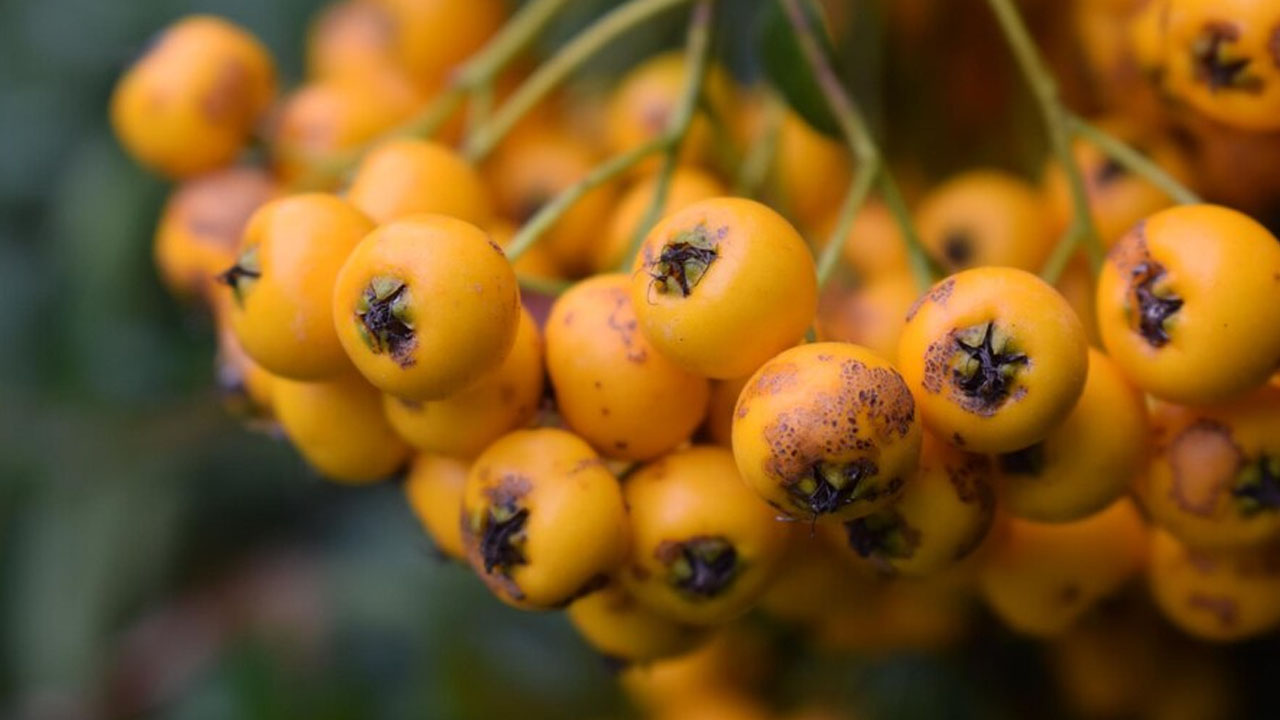 Foto - Doğal mide ilacı olarak da biliniyor! Sirkesini yapın kaşık kaşık tüketin: Bağırsakları fokur fokur çalıştırıyor, bağışıklığı çelik gibi yapıyor