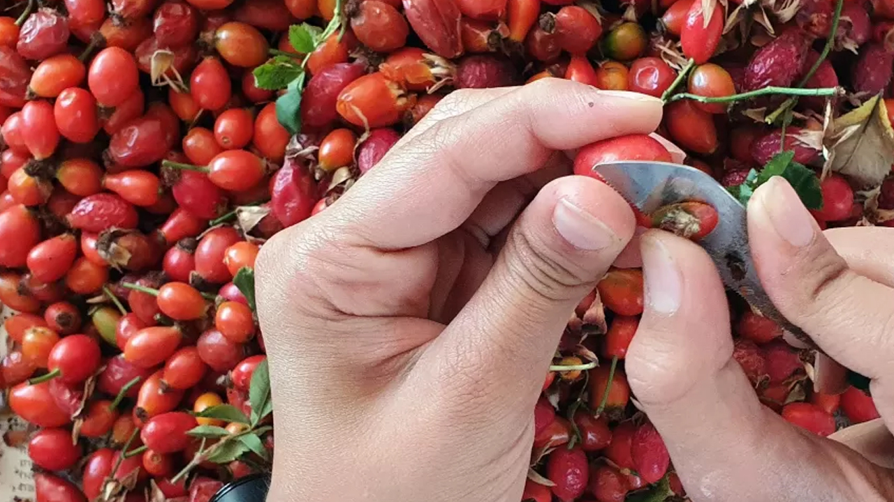 Doğal şifa deposu: Kuşburnu reçeli ve marmelatı sofraları süslüyor yiyince mucizevi çözüm oluyor