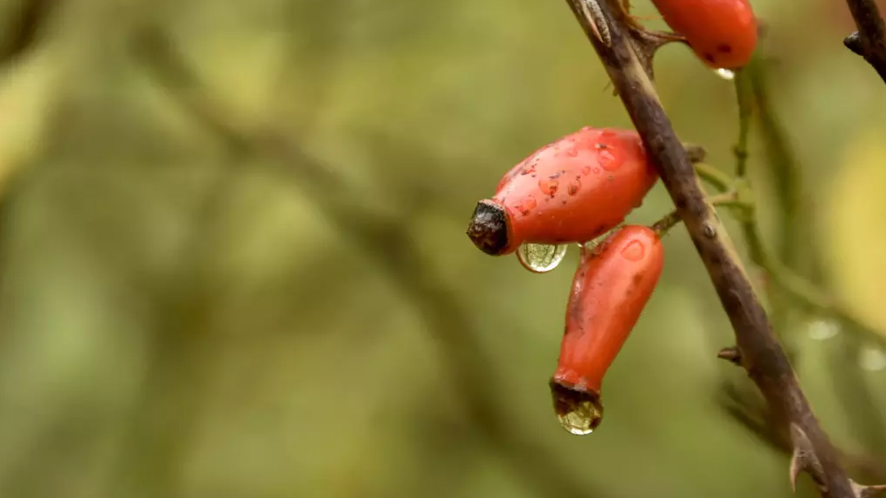 Foto - Doğal şifa deposu: Kuşburnu reçeli ve marmelatı sofraları süslüyor yiyince mucizevi çözüm oluyor