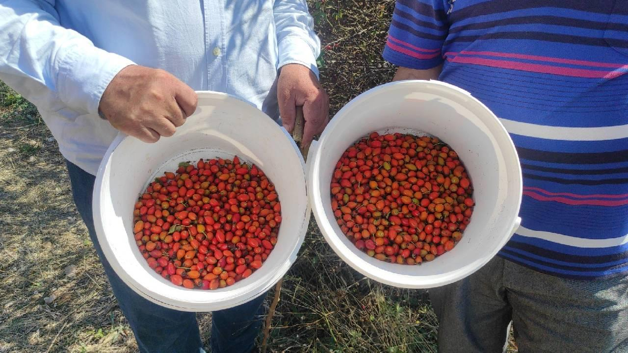 Foto - Doğal şifa deposu: Kuşburnu reçeli ve marmelatı sofraları süslüyor yiyince mucizevi çözüm oluyor