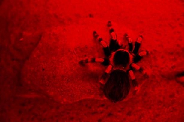 Foto - Doğanın gizemli canlıları