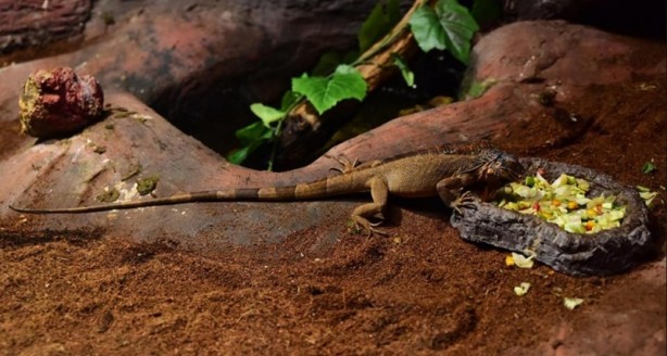 Foto - Doğanın gizemli canlıları