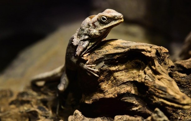 Foto - Doğanın gizemli canlıları