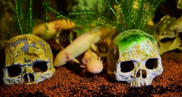 Foto - Doğanın gizemli canlıları