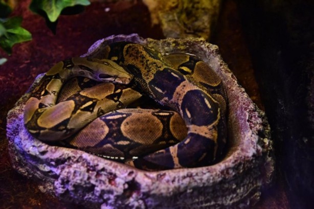 Foto - Doğanın gizemli canlıları