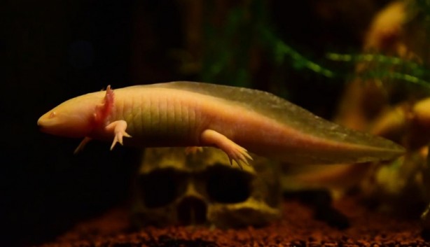 Foto - Doğanın gizemli canlıları