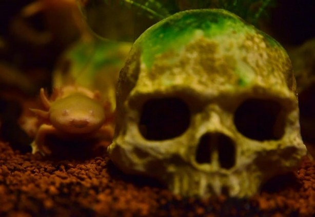 Foto - Doğanın gizemli canlıları