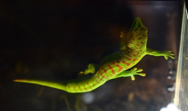 Foto - Doğanın gizemli canlıları