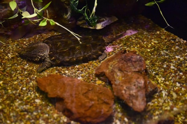 Foto - Doğanın gizemli canlıları