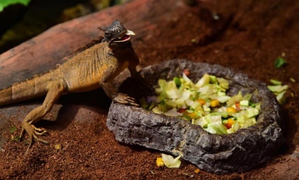 Foto - Doğanın gizemli canlıları