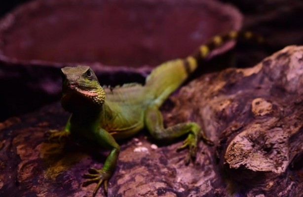Foto - Doğanın gizemli canlıları