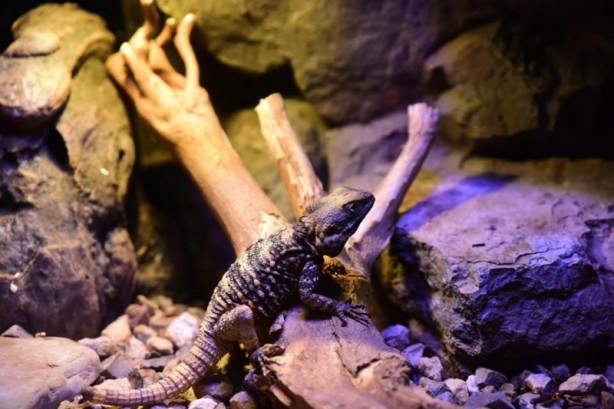 Foto - Doğanın gizemli canlıları