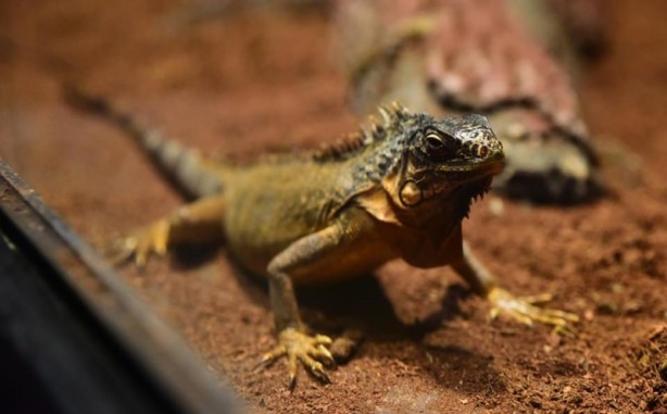 Foto - Doğanın gizemli canlıları