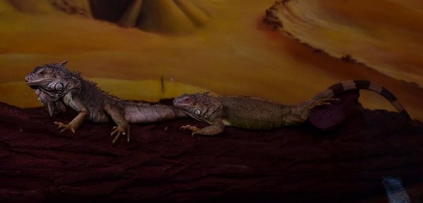 Foto - Doğanın gizemli canlıları