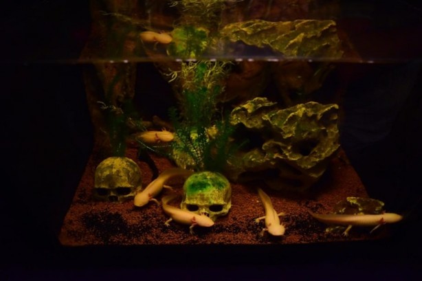 Foto - Doğanın gizemli canlıları