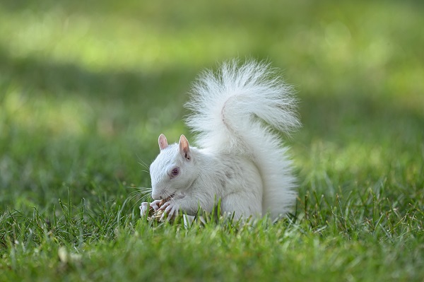 Foto - Doğanın nadir canlıları: Albino sincaplar
