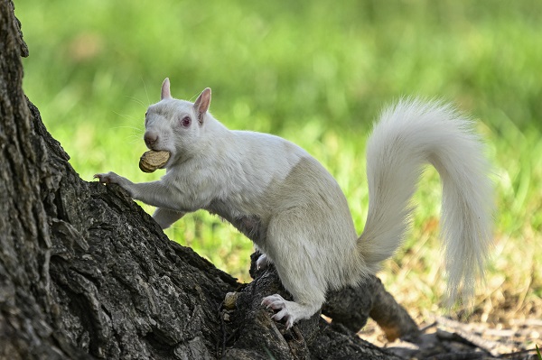 Foto - Doğanın nadir canlıları: Albino sincaplar