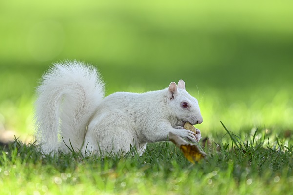 Foto - Doğanın nadir canlıları: Albino sincaplar