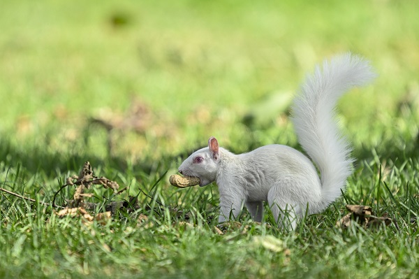 Foto - Doğanın nadir canlıları: Albino sincaplar