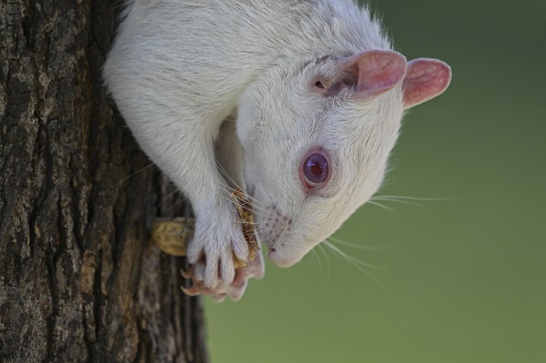 Doğanın nadir canlıları: Albino sincaplar