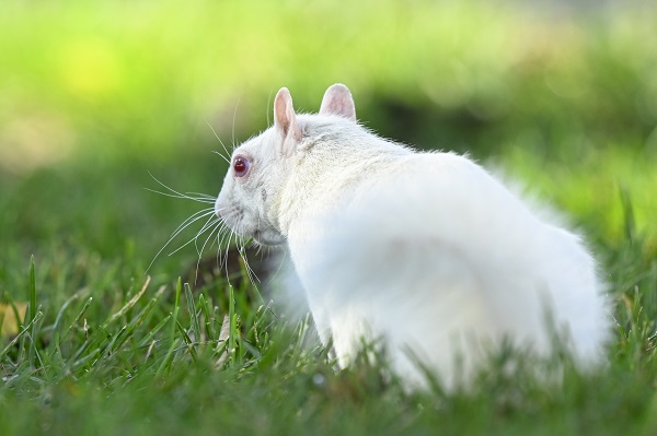 Foto - Doğanın nadir canlıları: Albino sincaplar