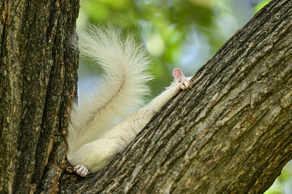 Foto - Doğanın nadir canlıları: Albino sincaplar