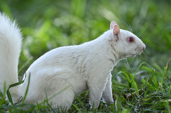 Foto - Doğanın nadir canlıları: Albino sincaplar