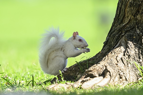 Foto - Doğanın nadir canlıları: Albino sincaplar