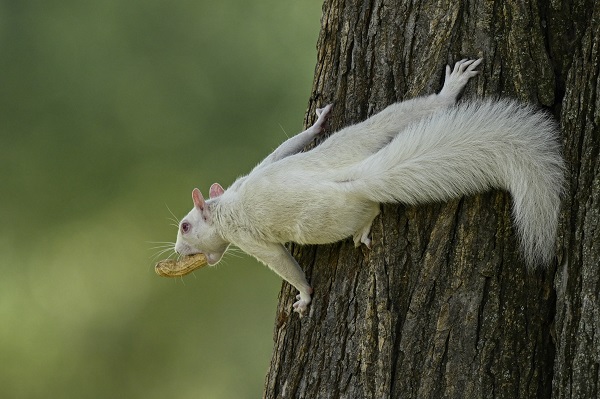 Foto - Doğanın nadir canlıları: Albino sincaplar