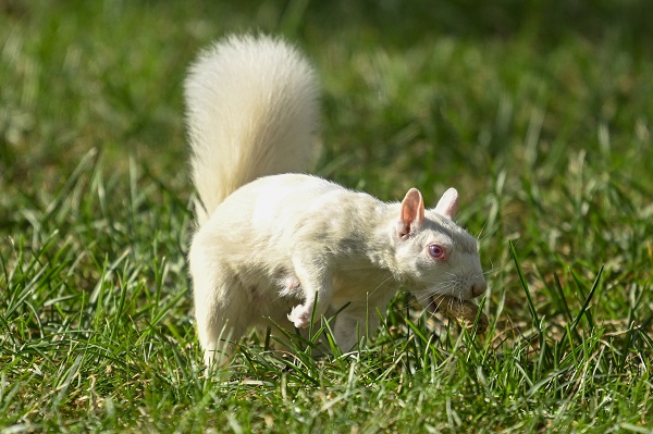Foto - Doğanın nadir canlıları: Albino sincaplar