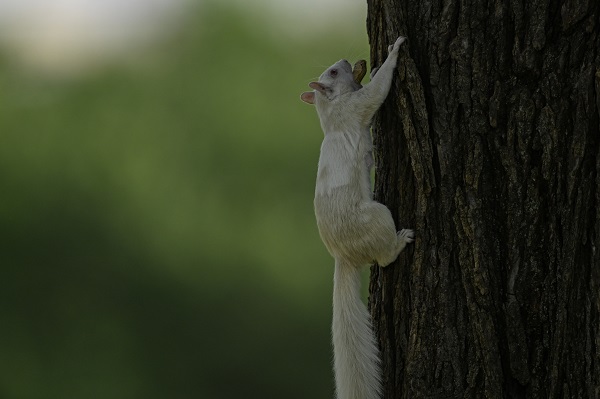 Foto - Doğanın nadir canlıları: Albino sincaplar