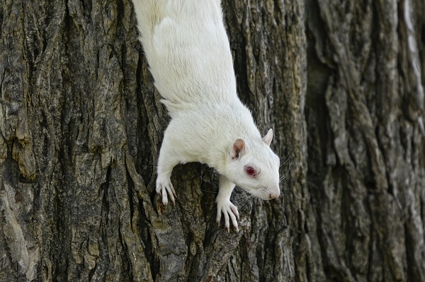 Foto - Doğanın nadir canlıları: Albino sincaplar